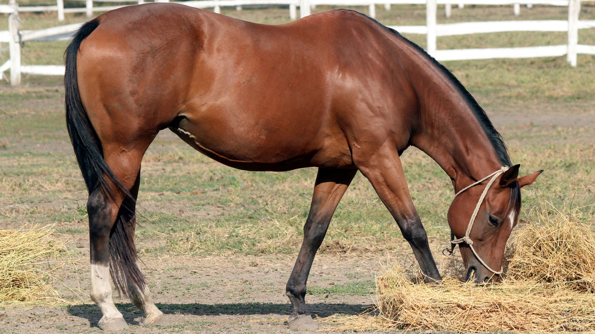 A horse with a halter grazing on hay in a fenced area