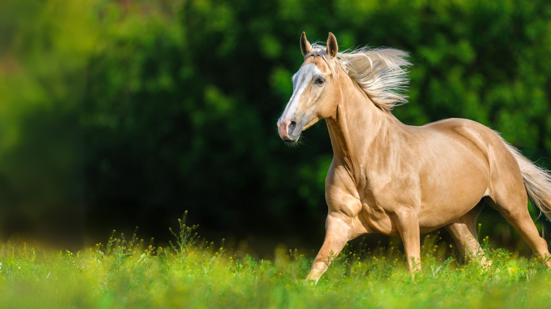 A horse running in a lush green field