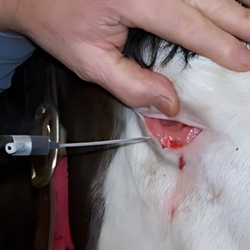 service13 Horse cryosurgery