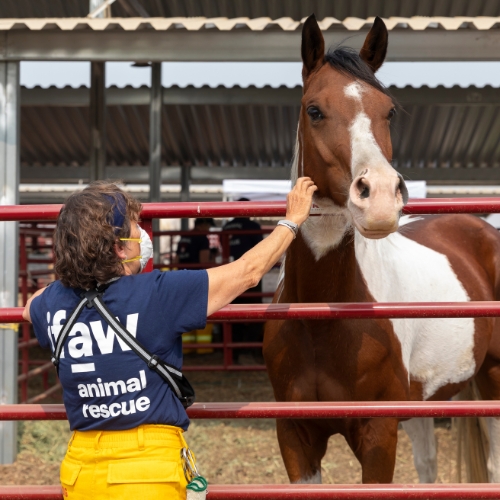 A person gently touching a horse's face.