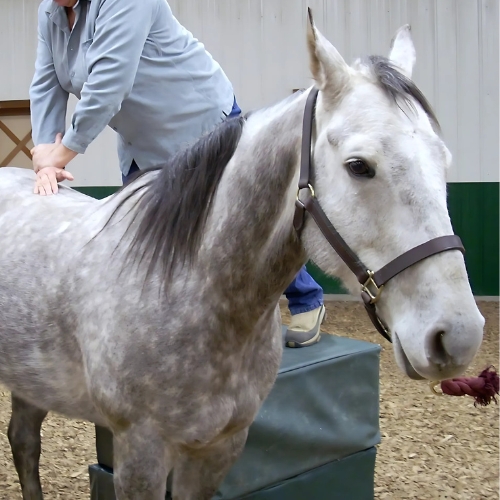 A gray speckled horse with a halter stands