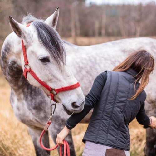 A woman brushes a speckled horse