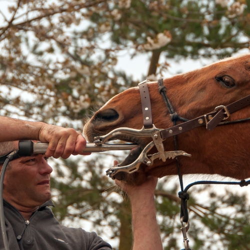 A person hand-feeding a horse wearing a bridle