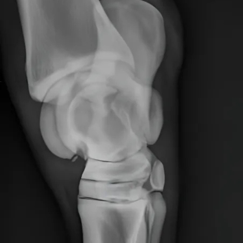 Horse leg X-ray