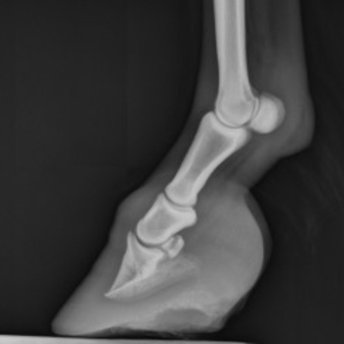 Horse leg X-ray