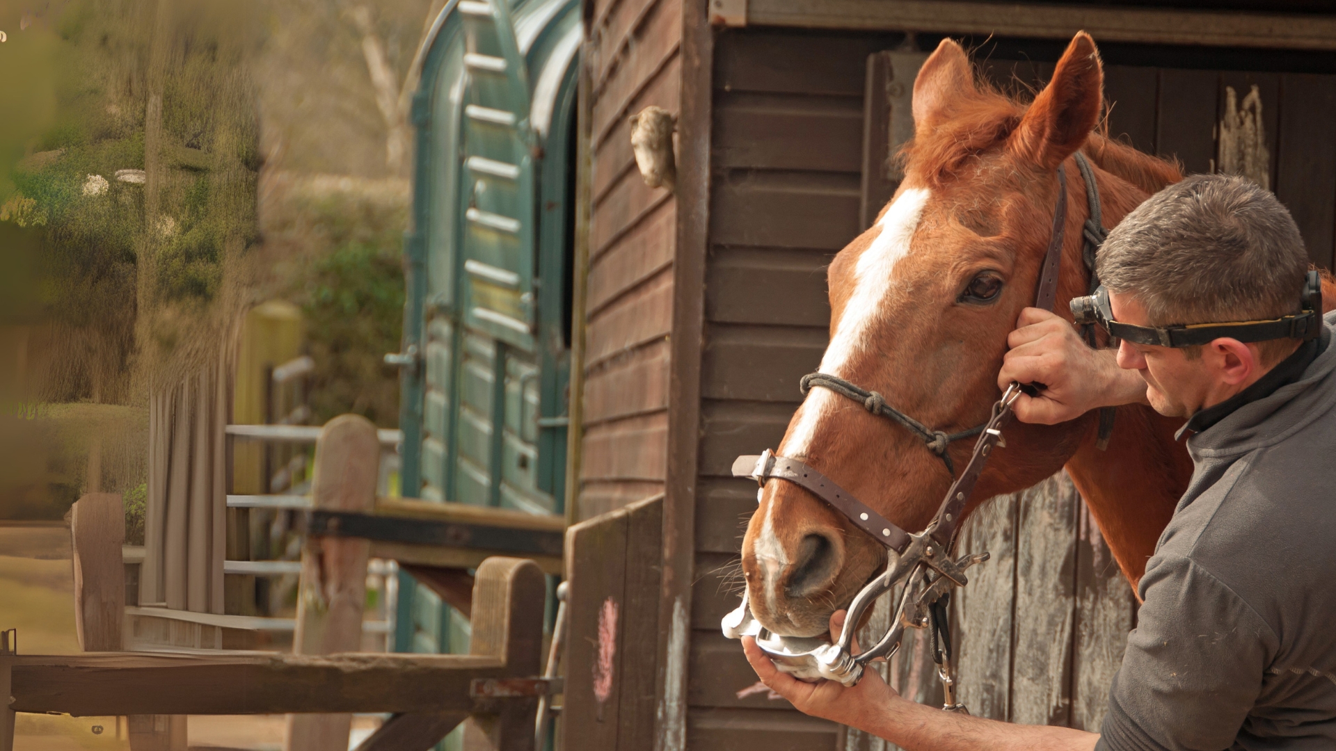 A person in a gray shirt tending to a brown horse near a stable