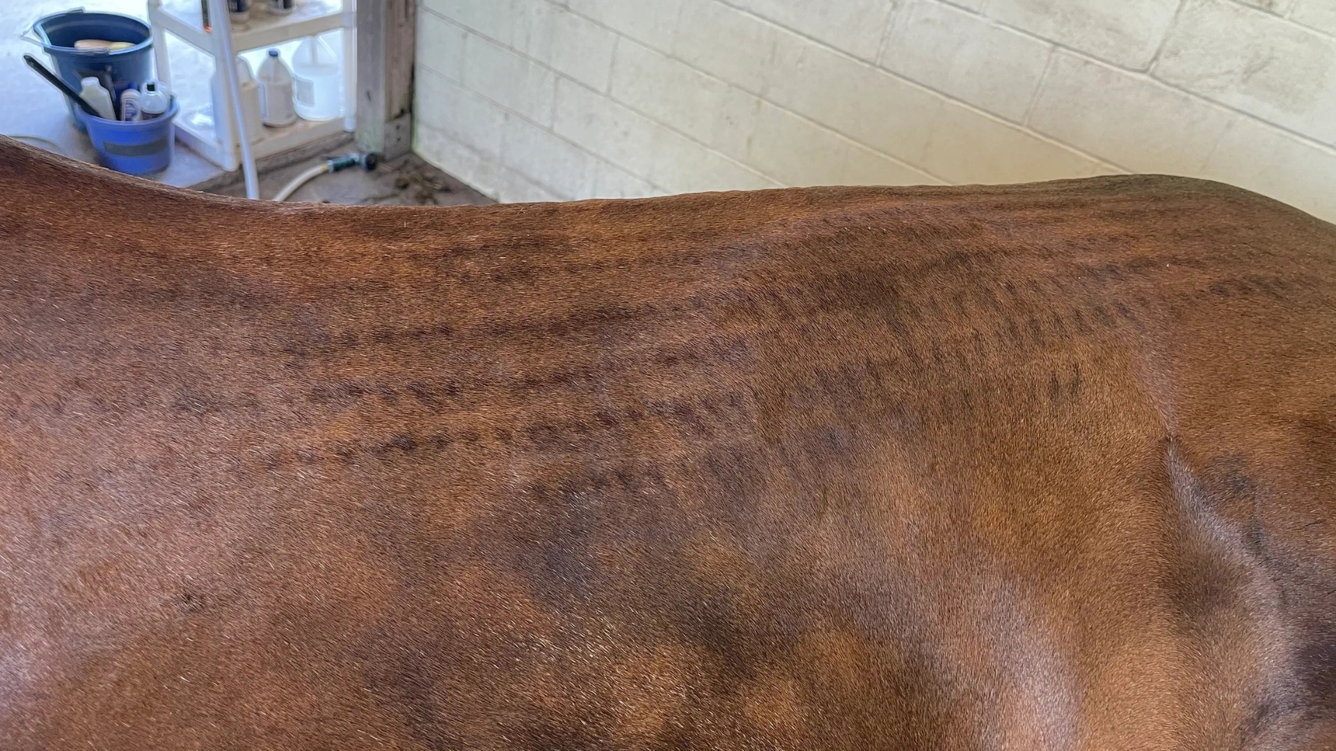 The brown horse shoulder