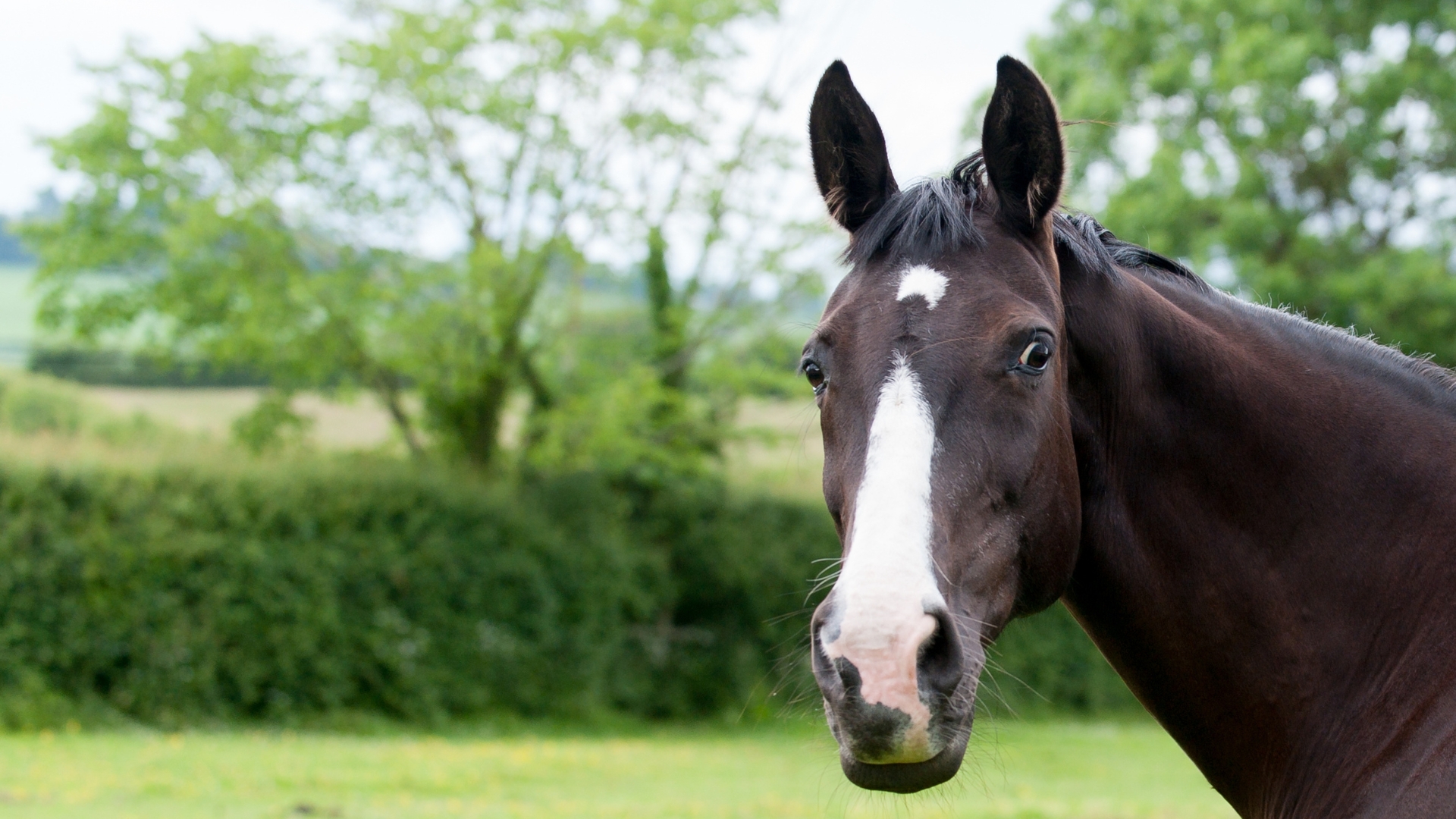 Close-up of a brown horse with a white blaze on its nose