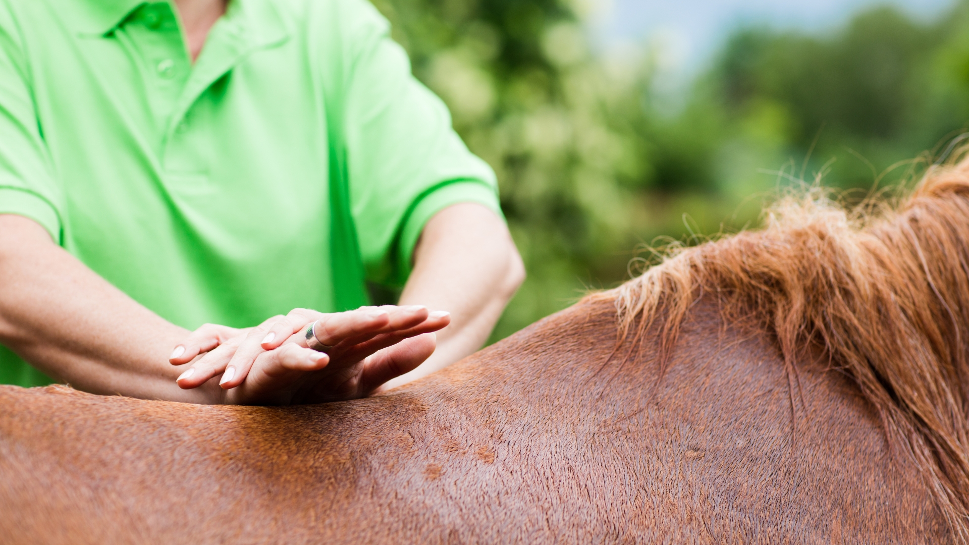 Person in a green shirt patting a brown horse's back