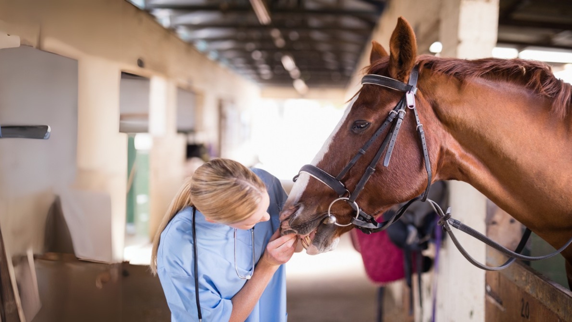 A veterinarian checking a horse's mouth at a stable