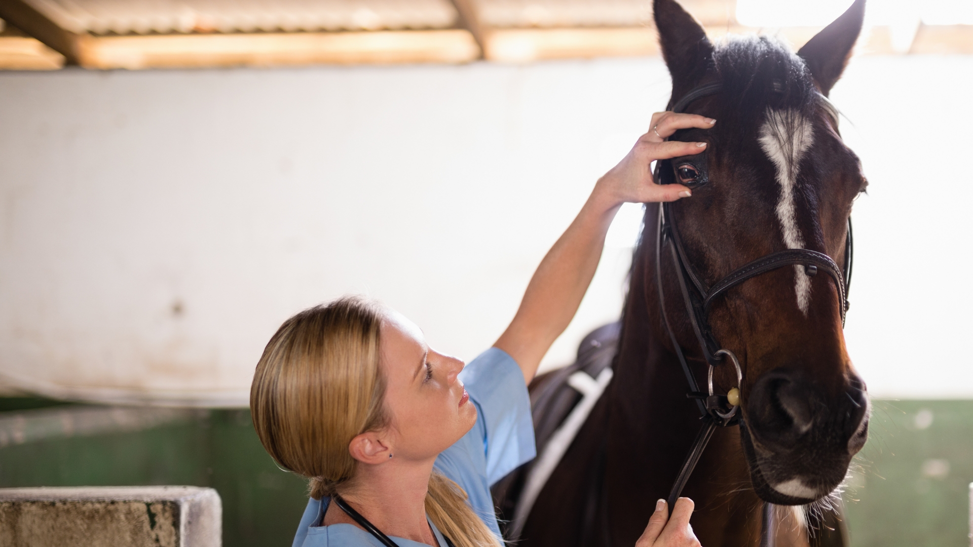 Person grooming a brown horse inside a stable