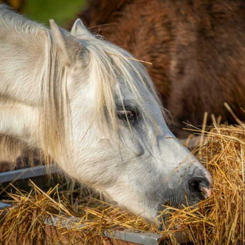 A horse eating hay