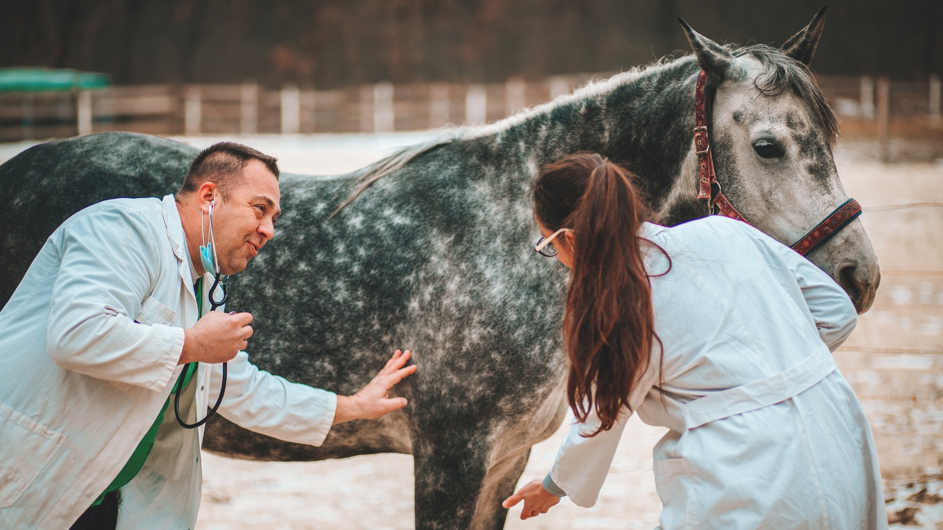 Two veterinarians examining a dappled gray horse in a pen